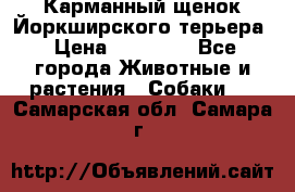 Карманный щенок Йоркширского терьера › Цена ­ 30 000 - Все города Животные и растения » Собаки   . Самарская обл.,Самара г.